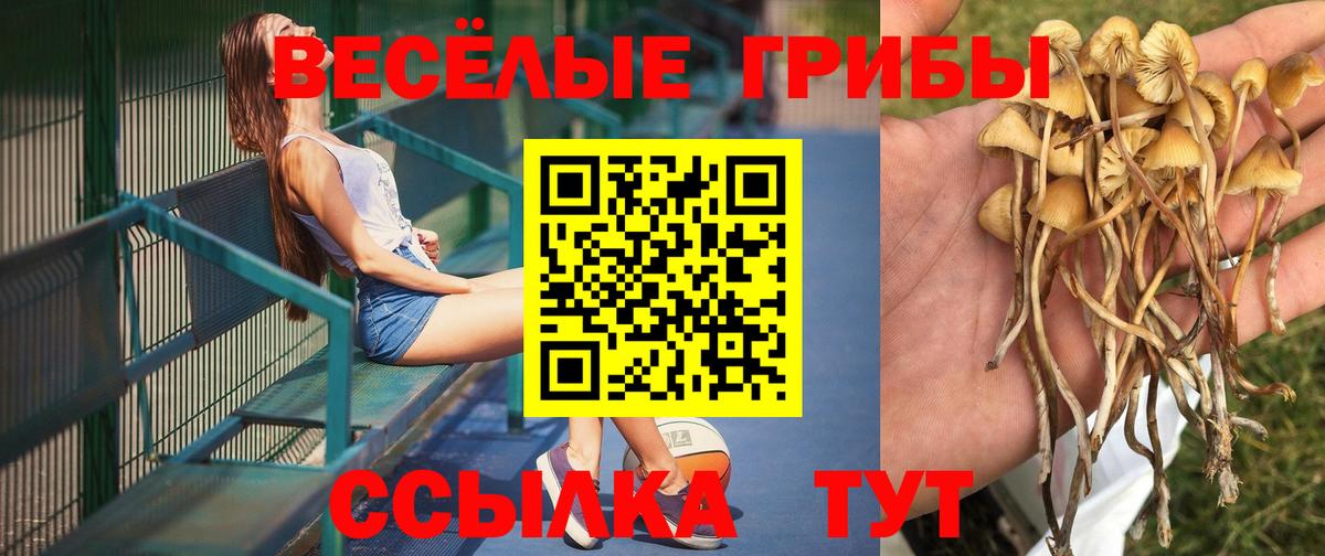 Галлюциногенные грибы Psilocybine cubensis  Вход с VPN  Ставрополь 